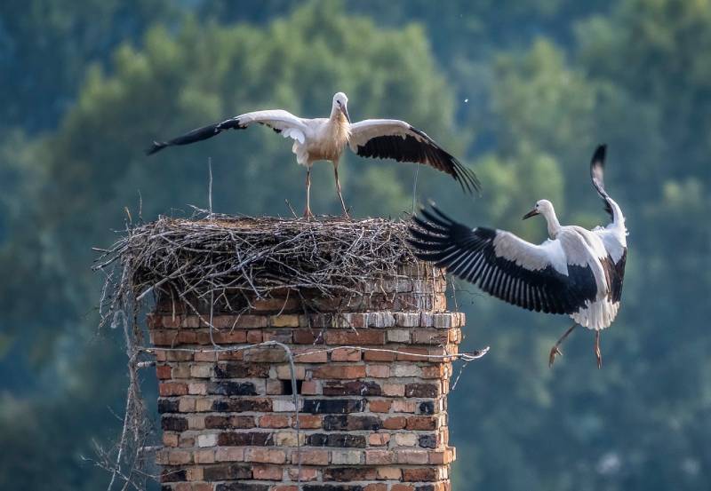 Expert Chimney Animal Removal in Lincoln, MA Professional Chimney Animal Removal Services in Lincoln, Massachusetts