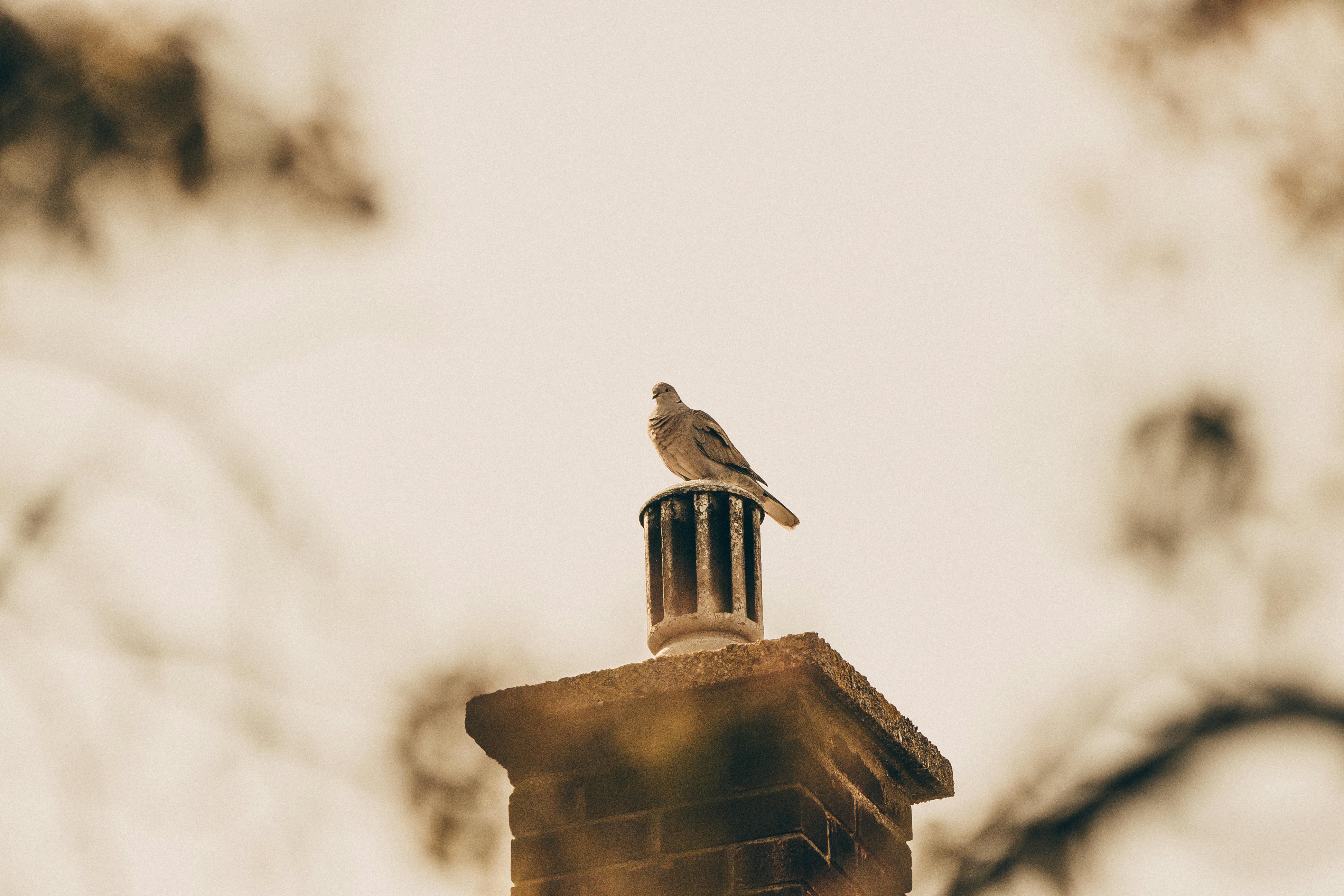 Expert Chimney Cap Installation in Lincoln, Massachusetts